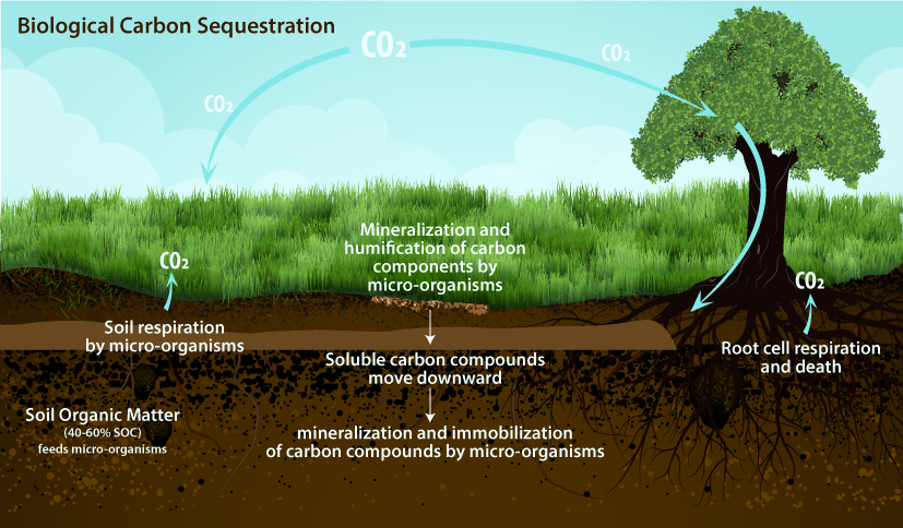 Reforestation and the carbon sequestration cycle by biology help reduce climate change